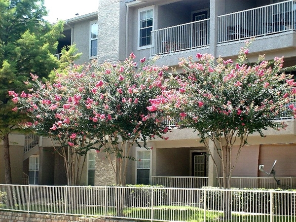 Photos of Maple Trail Apartments